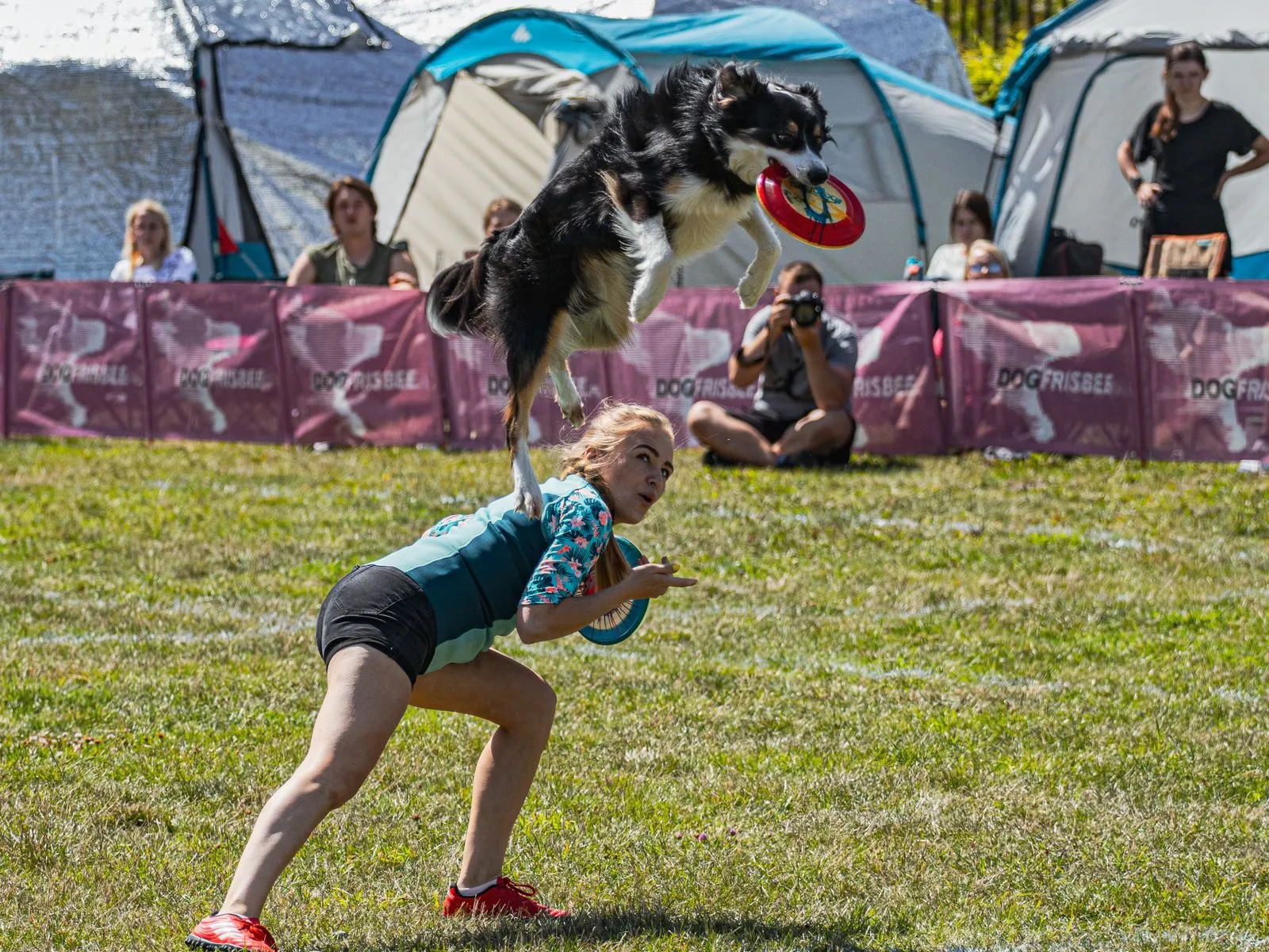A woman and her Border Collie perform a frisbee trick at an outdoor event.